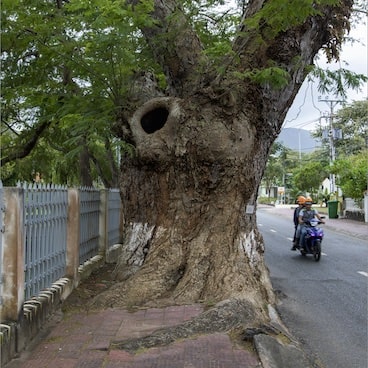 Heritage tree-Vietnam Beschermde boom op Con Dao