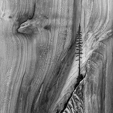 Where’s that wolf?