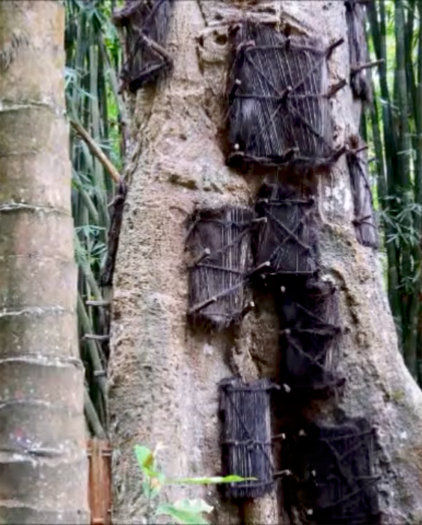 Deze afbeelding heeft een leeg alt-attribuut; de bestandsnaam is Babyboom-Sulawesi-823x1024.png